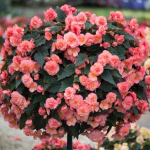 Begonia Plants - Sweet Spice English Rose