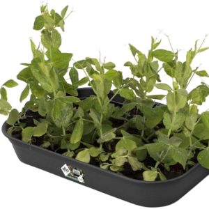 Elho Green Basics Medium Grow Tray (Living Black)