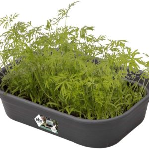 Elho Green Basics Small Grow Tray (Living Black)