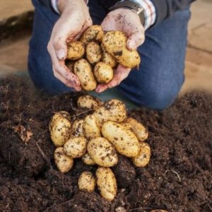Complete Patio Potato Growing Kit with Pods