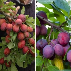 Duo Plum Fruit Tree - Single Bare-Root Duo Fruit Tree