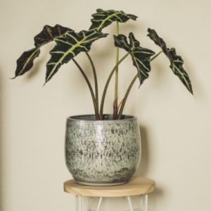 Alocasia Polly Indoor Plant In 17cm Pot