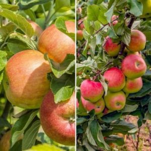 Duo Fruit Tree Apple 'Elstar' and 'James Grieve'