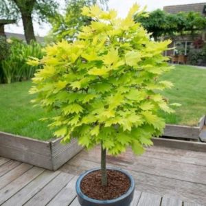 Acer Shirasawanum 'Jordan' - Single Potted Plant