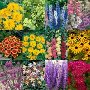 Complete Hardy Garden Perennial Collection - 24x Jumbo Plugs