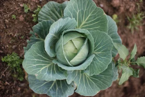 How to Grow Cabbage in Your Garden A Simple Guide For Beginners
