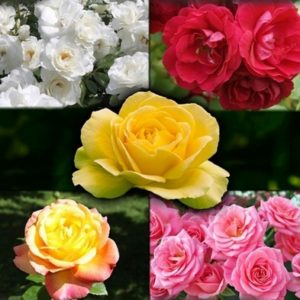Types of rose bushes and the best ways to plant them