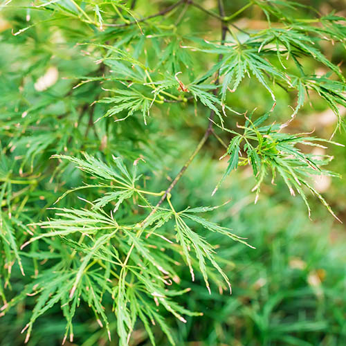 Acer palmatum Dissectum Emerald Lace Japanese Maple