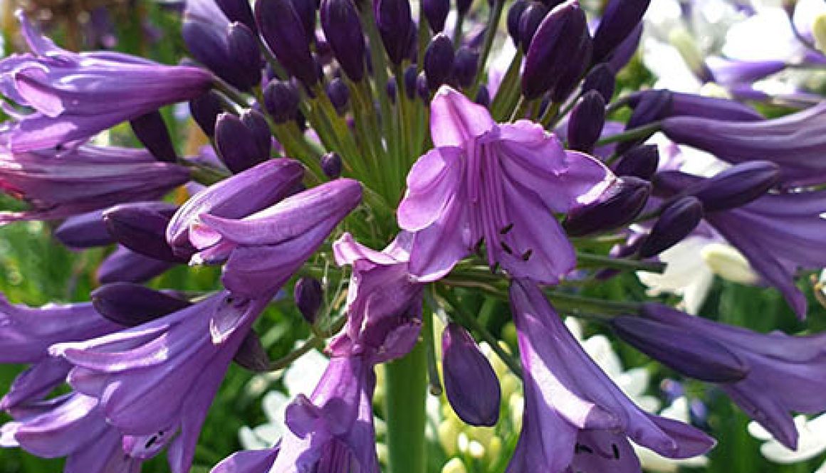 Agapanthus Poppin Purple