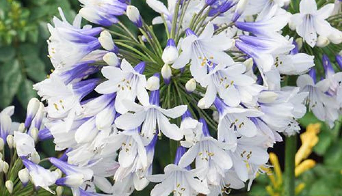 Agapanthus africanus Twister, African Lily