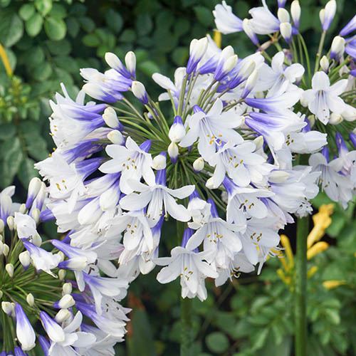 Agapanthus africanus Twister, African Lily