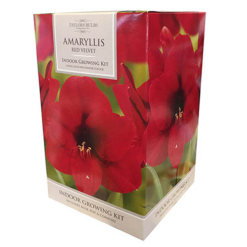 Amaryllis - Red Velvet Growing Kit