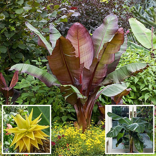 Architectural Banana Plant Collection