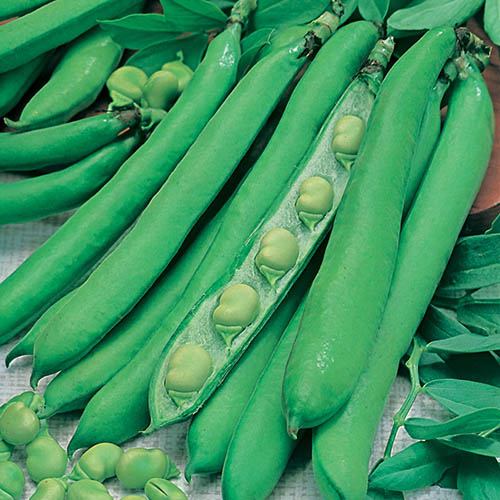 Broad Bean Vicia faba Masterpiece Green Longpod Seeds