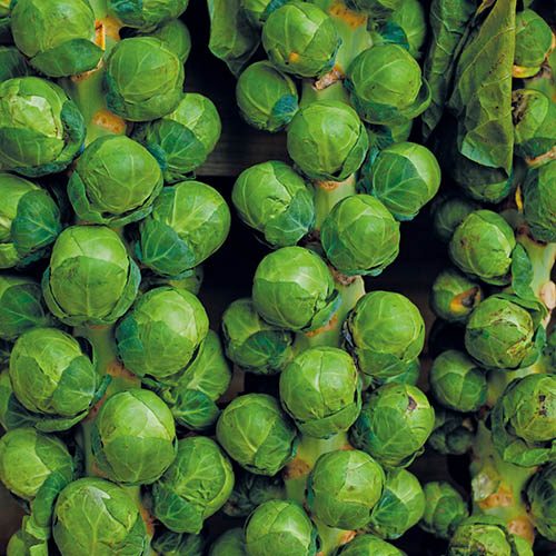 Brussels Sprout Brodie F1 Seeds