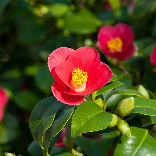 Camellia vernalis Yuletide