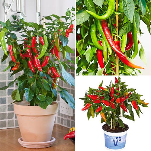 Chilli Collection