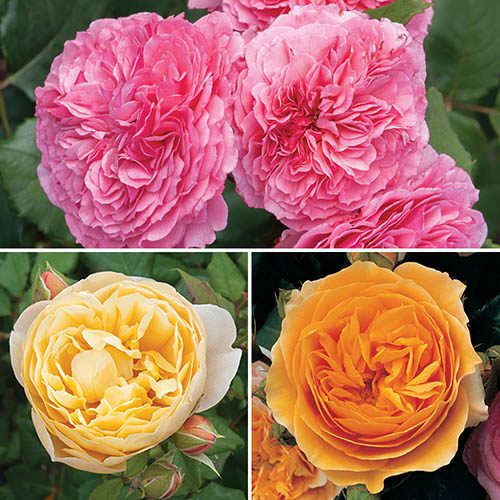 Classic 'Old English' Shrub Rose Collection