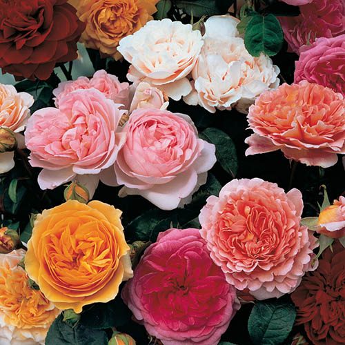 Classic Old English Shrub Rose Collection