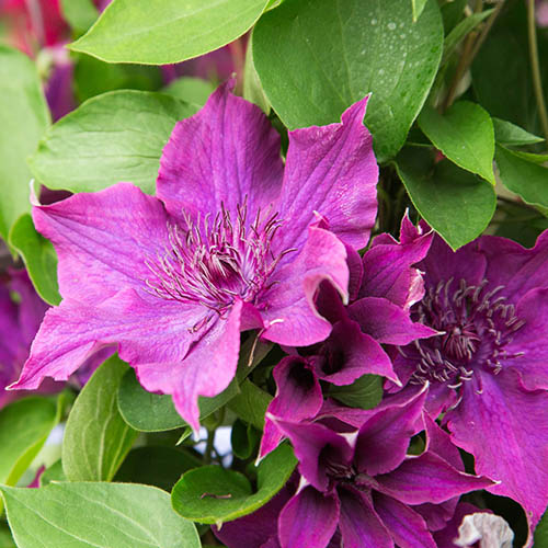 Clematis Guiding Promise Boulevard