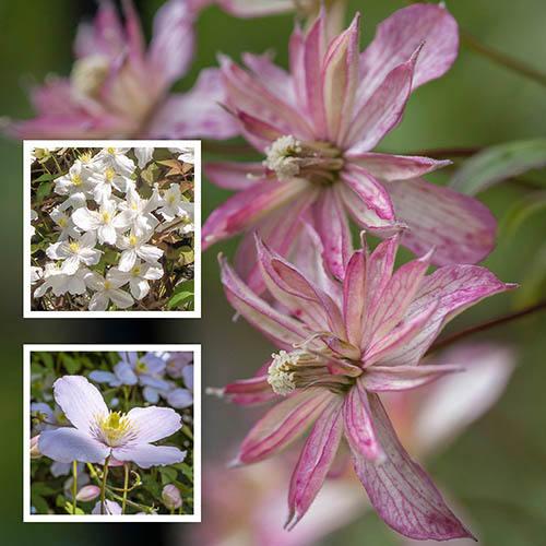 Clematis Montana Collection