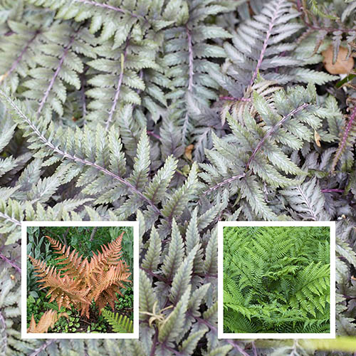 Colourful Hardy Fern Collection