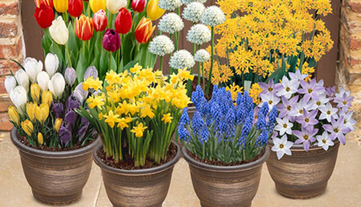 Complete Spring Flowering Bulb Collection