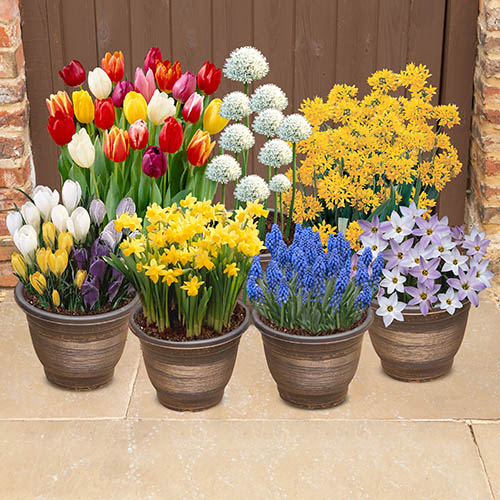 Complete Spring Flowering Bulb Collection