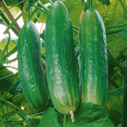 Cucumber Petita