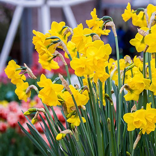 Daffodil Narcissus Quail