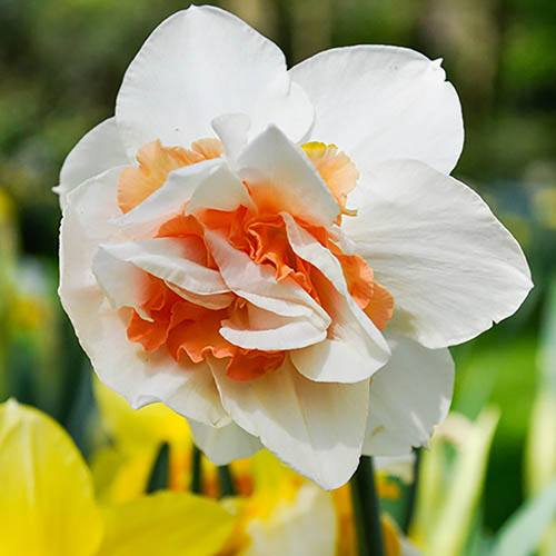 Daffodil Replete