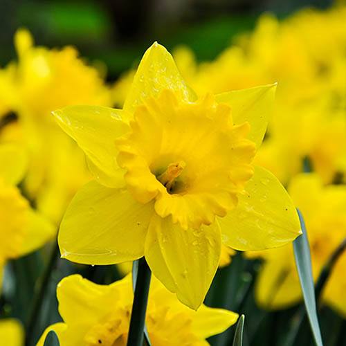 Daffodil Trumpet Yellow