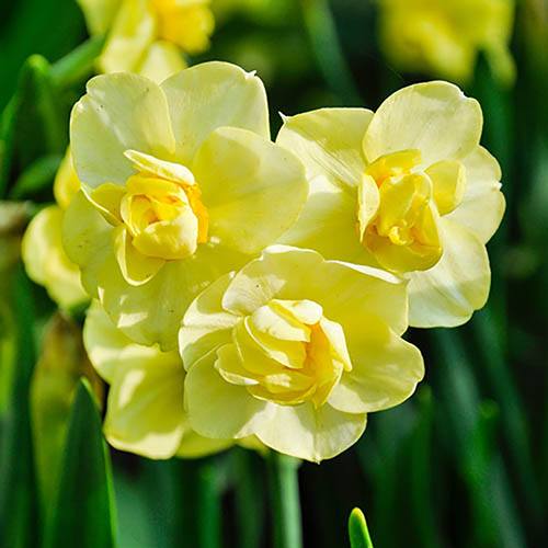 Daffodil Yellow Cheerfulness