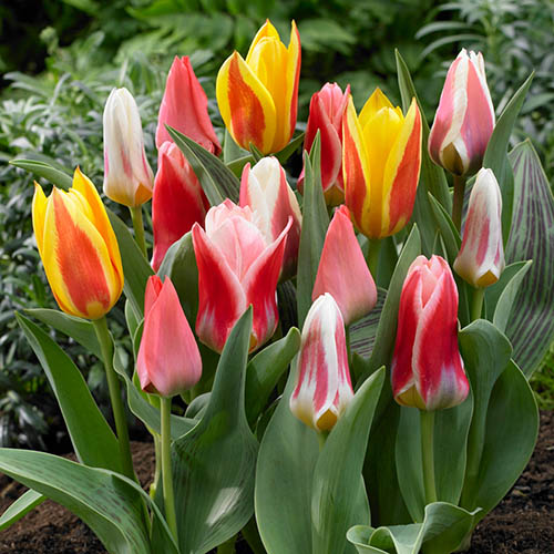 Early Flowering Short Tulip Mix