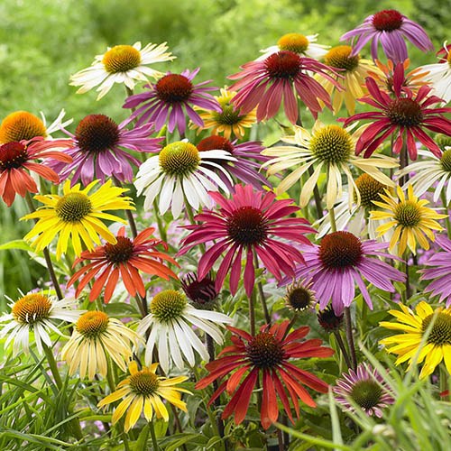 Echinacea Cheyenne Spirit