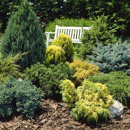 Evergreen Hardy Dwarf Conifer collection