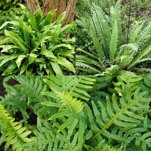 Evergreen Hardy Fern Collection - 3 varieties