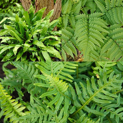 Evergreen Hardy Fern Collection
