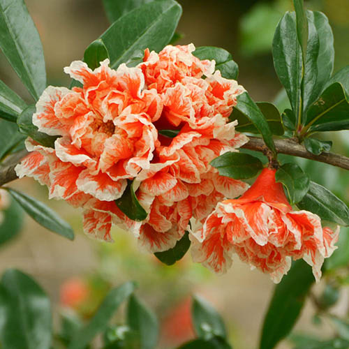 Flowering Ornamental Pomegranate