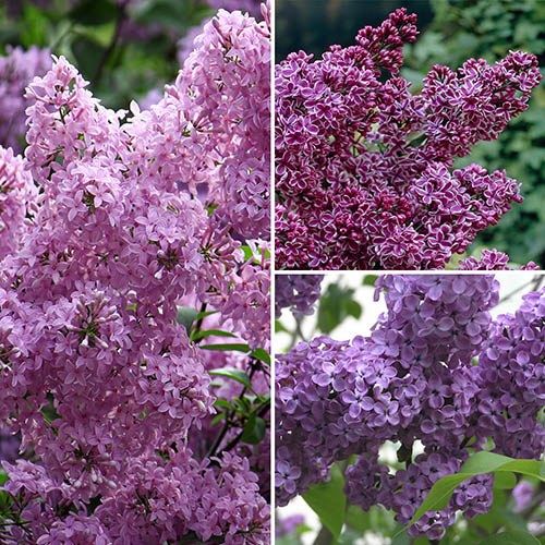 Fragrant French Lilac Collection
