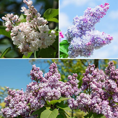 Fragrant Lilac Collection