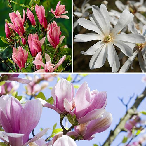 Fragrant Magnolia Collection