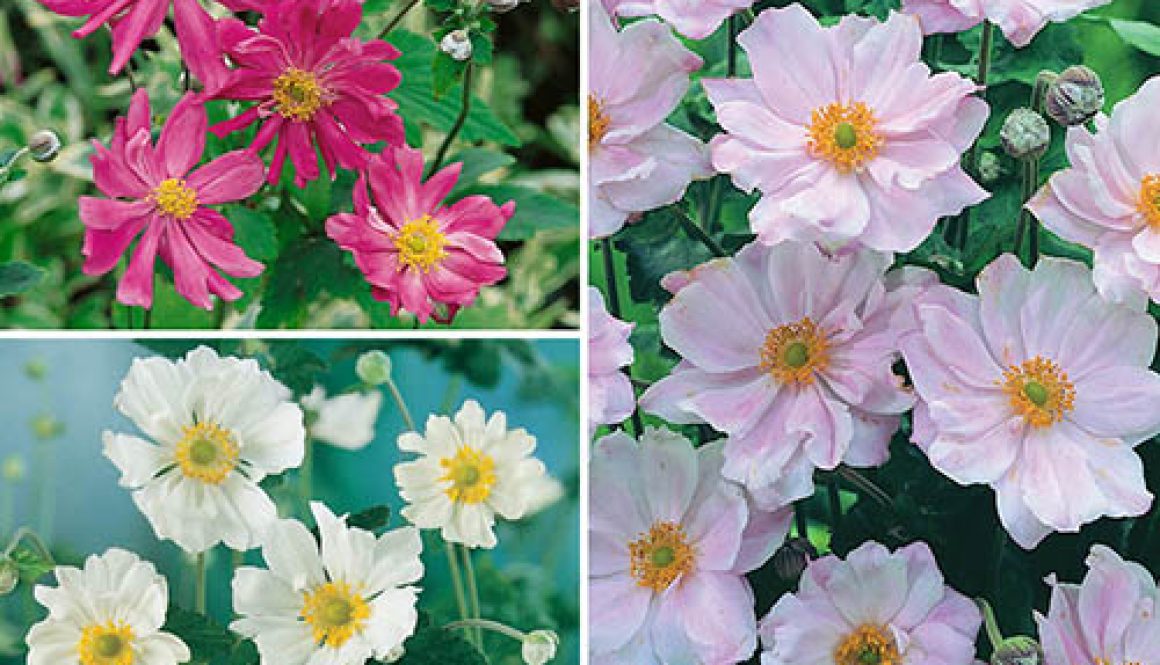 Hardy Japanese Anemone Collection