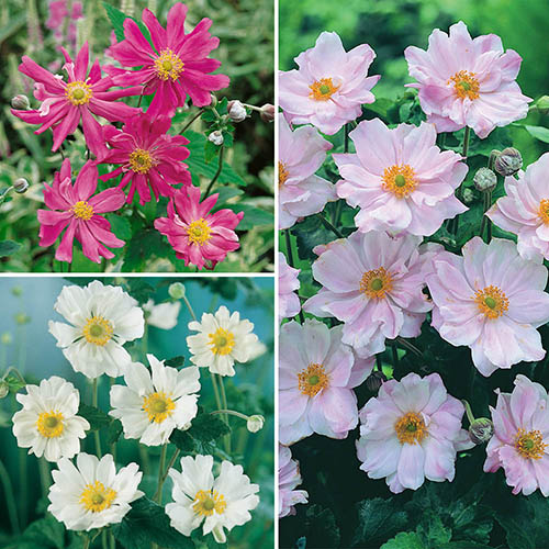 Hardy Japanese Anemone Collection