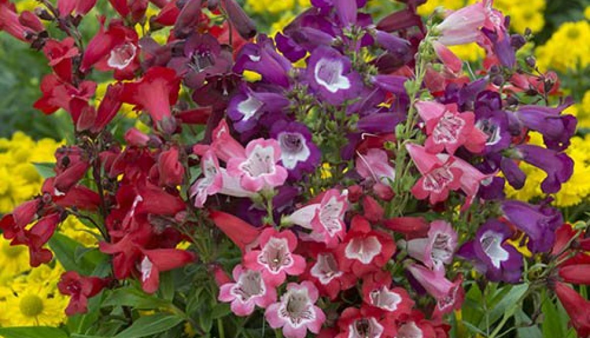 Hardy Penstemon Collection