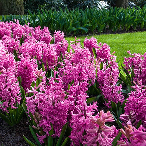 Hyacinth Pink