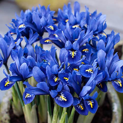 Iris reticulata Blue (miniature)