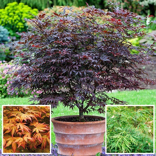 Japanese Maple Acer Collection