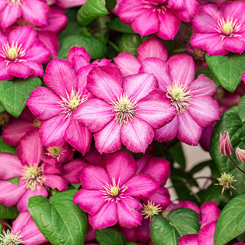 Large Flowered Clematis Sunset