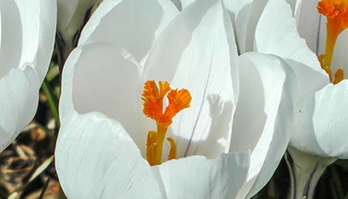 Large-Flowered White Crocus